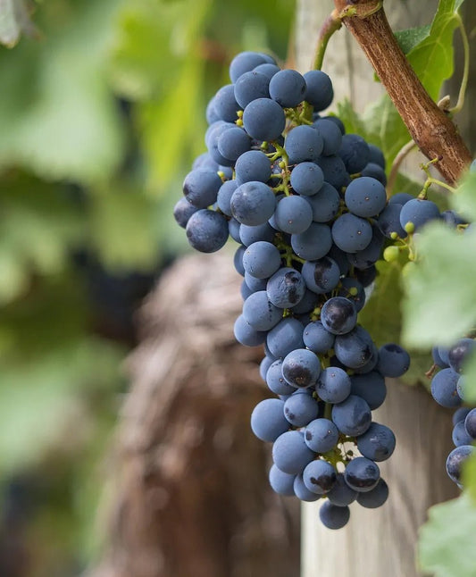 Entdecken Sie die versteckten Schätze: Weine aus Apulien - Roccos Weinlager