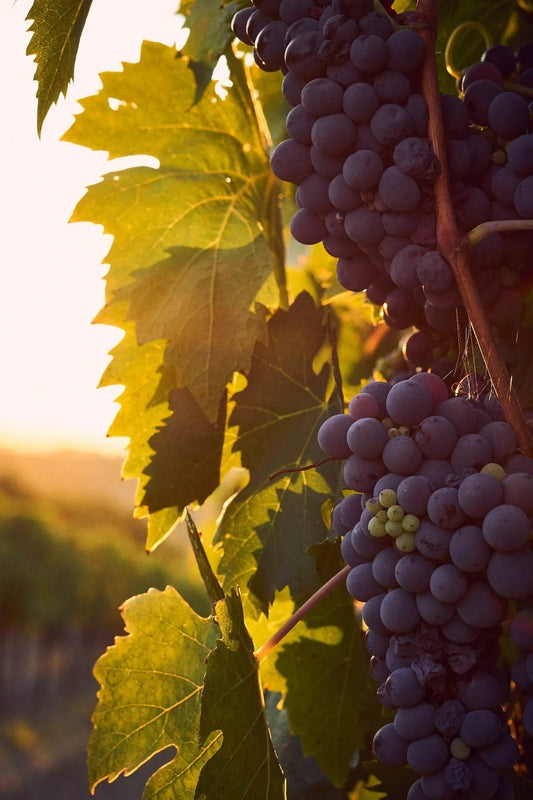 Online-Weinkauf leicht gemacht: Der Mehrwert unserer handverlesenen italienischen Weine - Roccos Weinlager