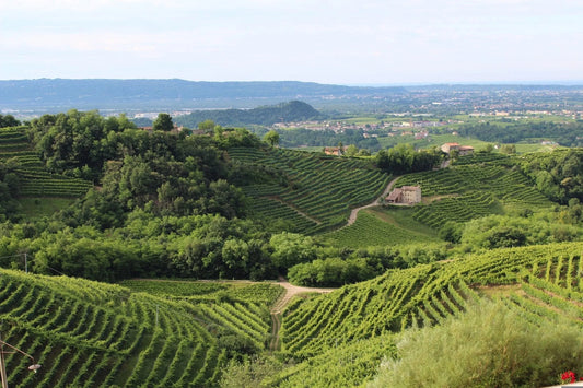 Wie der Boden das Bouquet formt: Die Bedeutung der Bodenzusammensetzung für Weine - Roccos Weinlager