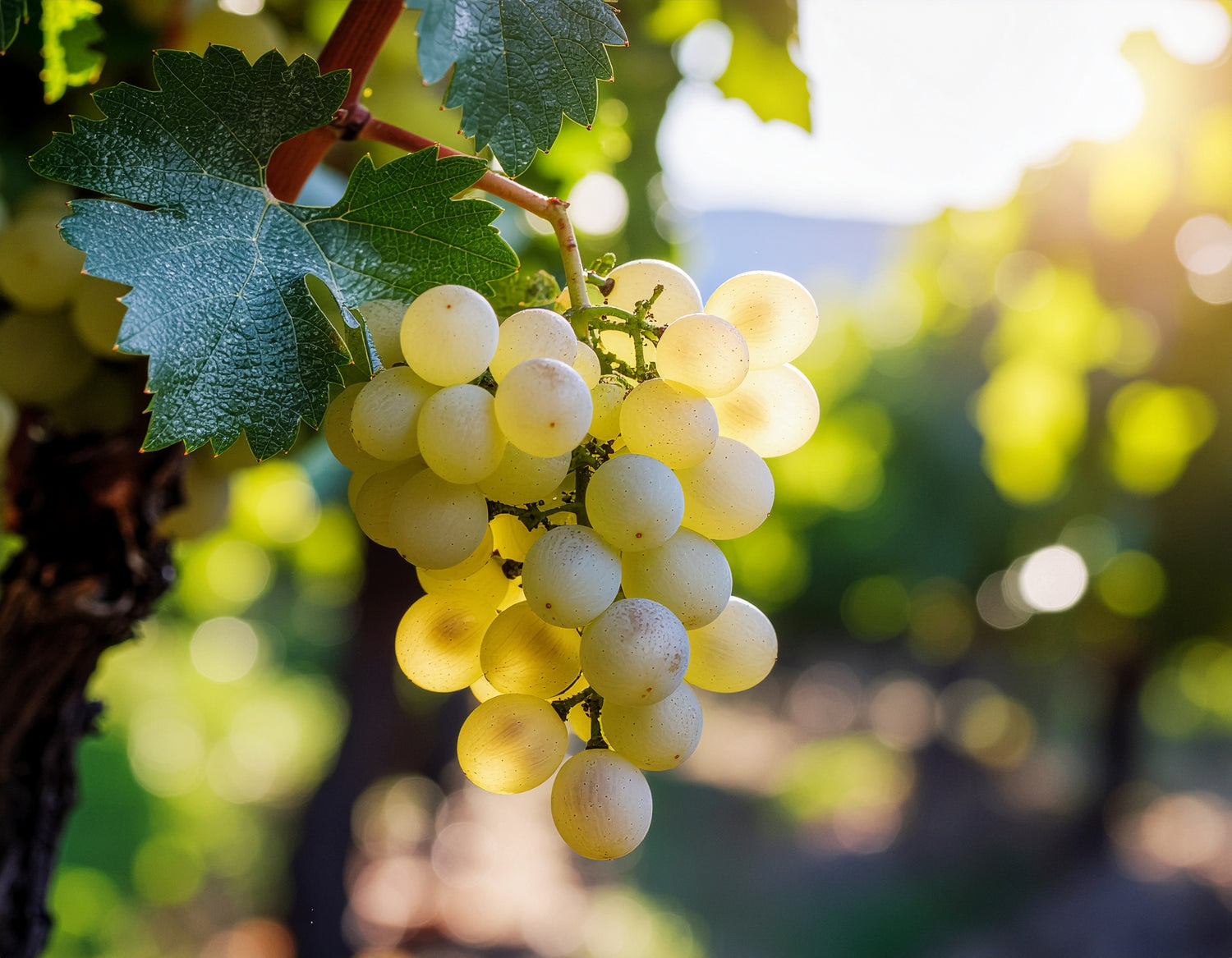 Charakter der Rebsorte Malvasia Bianca
