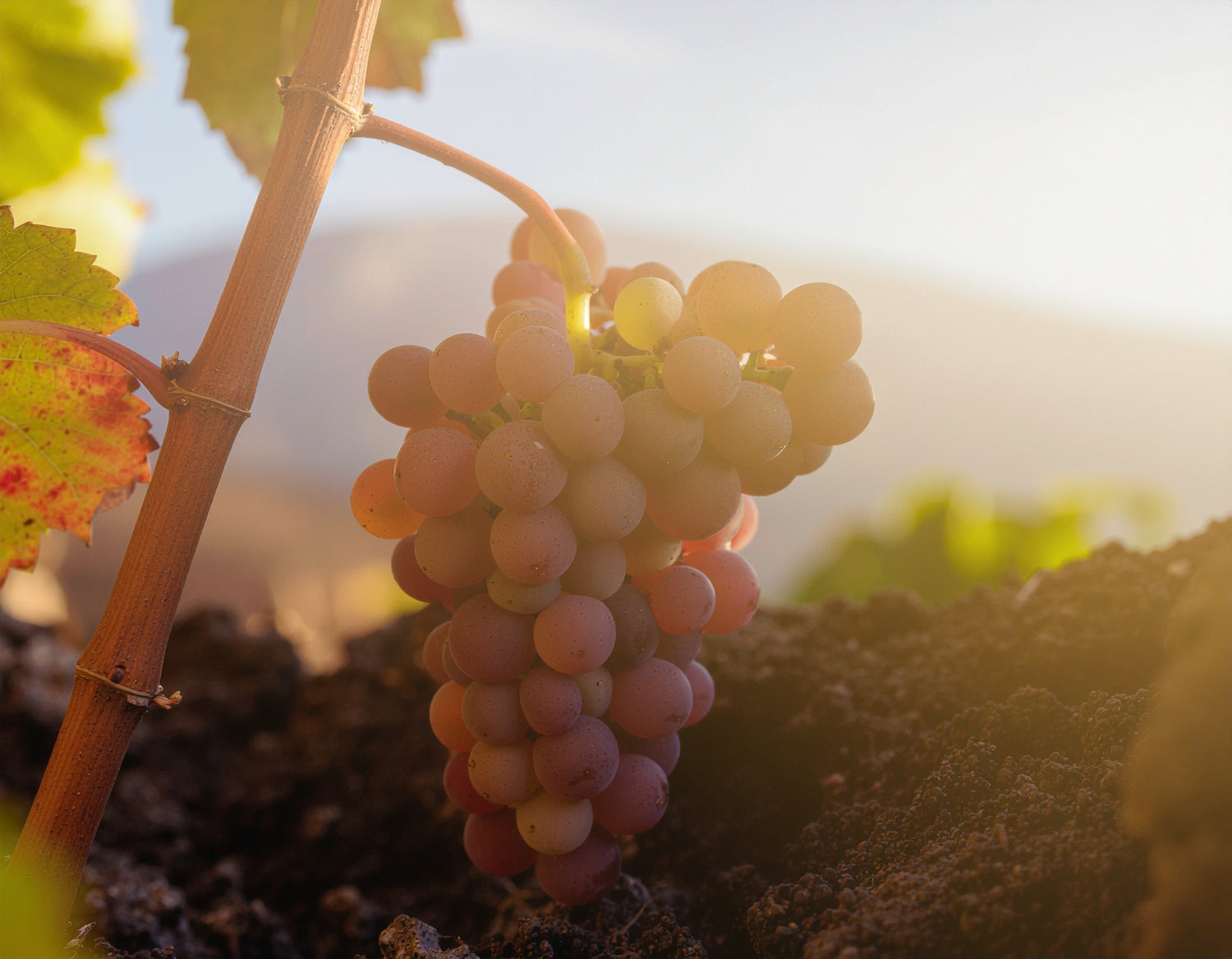 Charakter der Rebsorte Nerello Mascalese